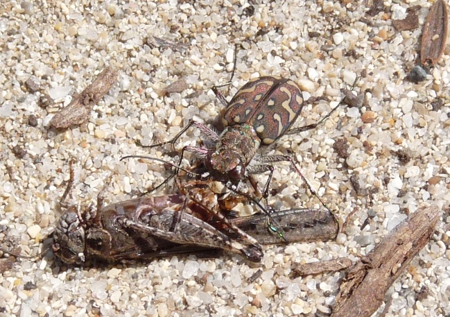 Cicindele di Gallura